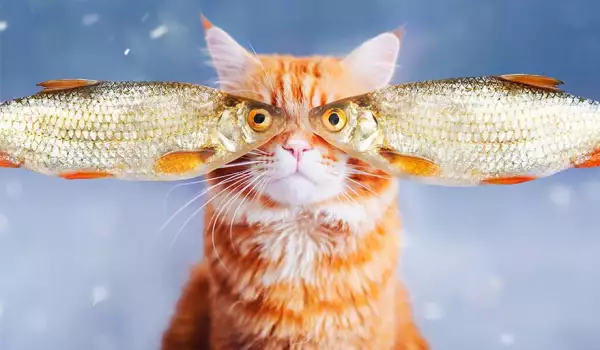 Котаракът Кюфтенце