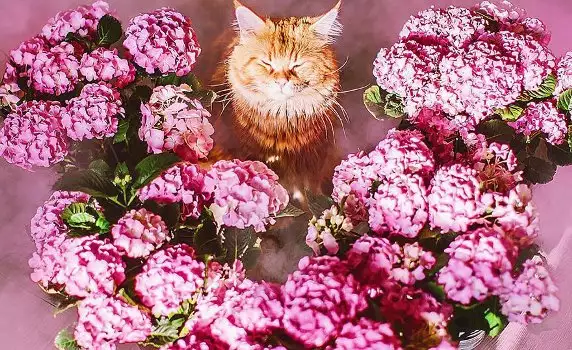 Котаракът Кюфтенце