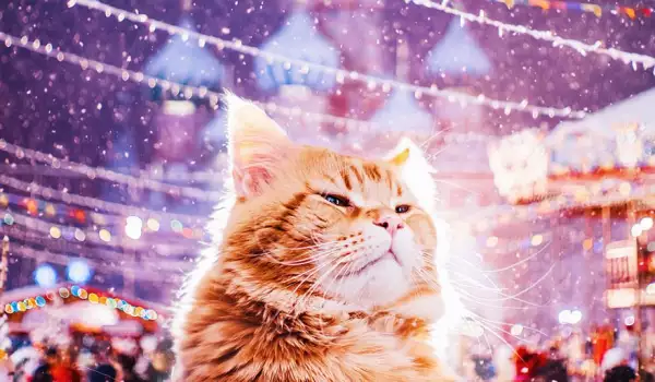 Котаракът Кюфтенце