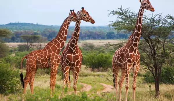 Жирафите ще изчезнат - популацията им е намаляла двойно