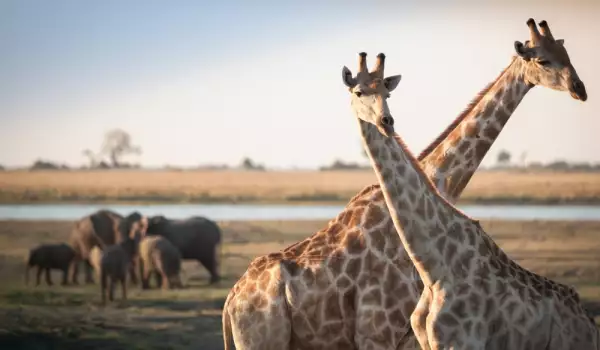 Влюбен американец осъществи хитър план с помощта на жираф