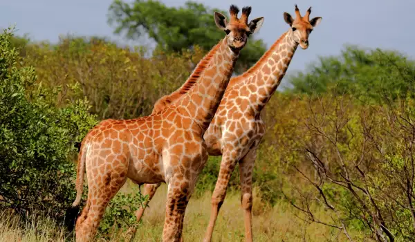 Жирафи