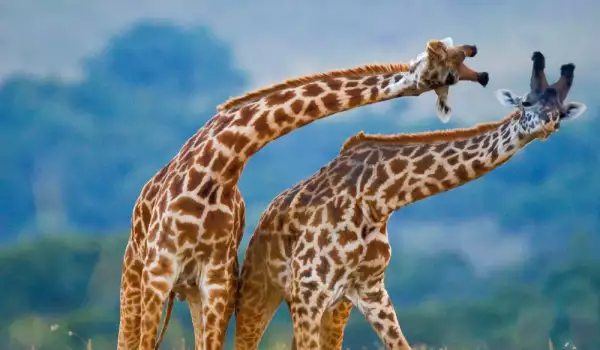 Разкриха колко вида жирафи обитават планетата