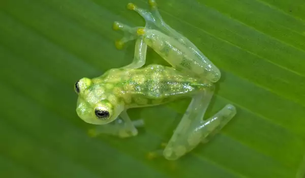 Прозрачна жаба
