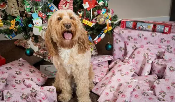 Няма да повярвате колко коледни подаръка ще получи най-глезеното куче в света