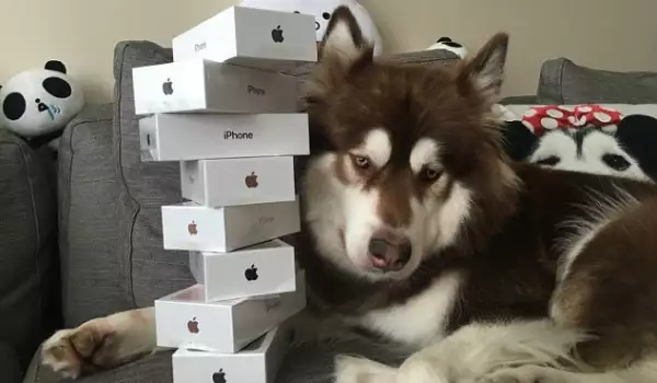 Куче iPhone7