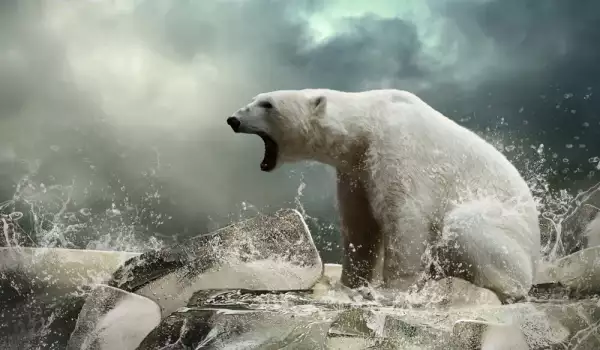 Умираща полярна мечка