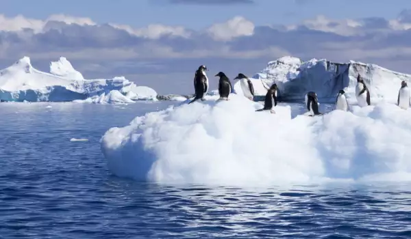Вижте забавните селфита на любопитни пингвини от Антарктика