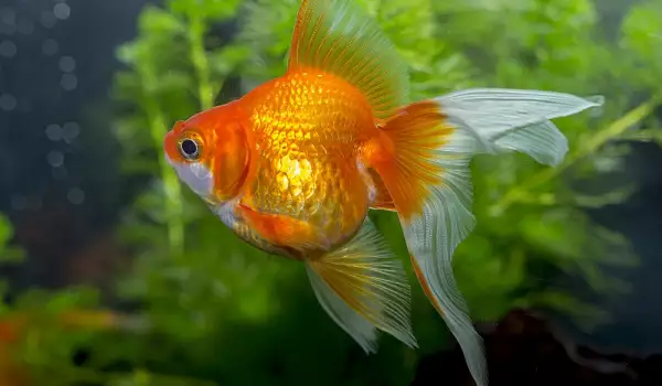 Мъжка или женска златна рибка имам