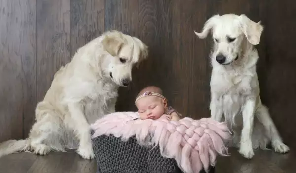 Тези кучета помогнаха на бебе да избяга от стаята си, а то ги почерпи