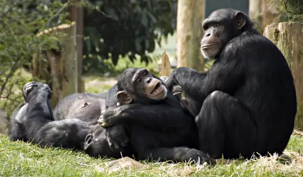Осиротяло маймунче се учи как да бъде горила