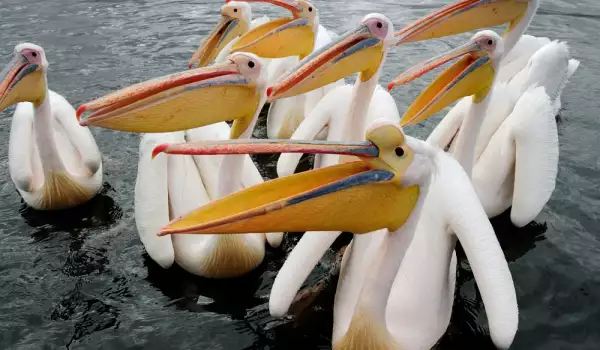 Стадо пеликани