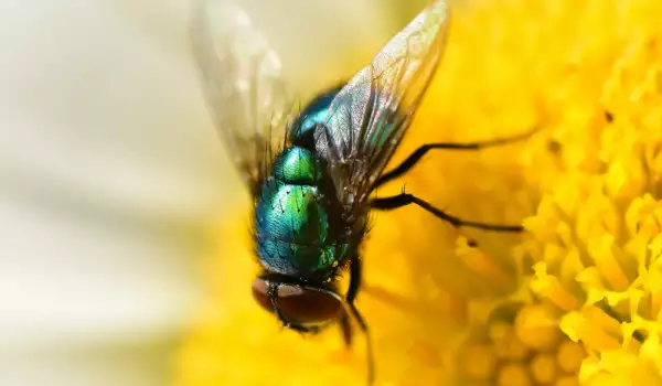Зелена муха - всичко за насекомото