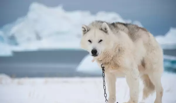 Гренландско куче