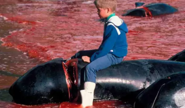 Адско клане на Фарьорските острови: Делфини и китове окървавиха водата