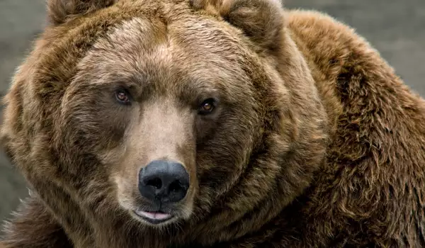 Видове мечки и техните характеристики