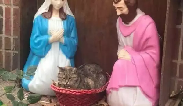 Виж как това сърдито коте замести бебето Исус в сцената Рождество