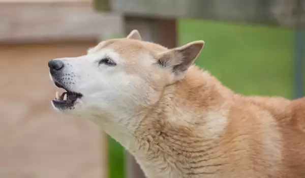 Как да отучим кучето да лае