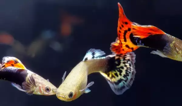 Кои са всеядните видове аквариумни рибки
