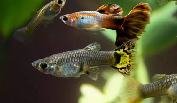 Защо рибките стоят на повърхността в аквариума?