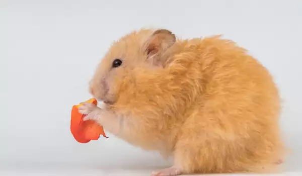 Хамстерите ядат ли моркови?