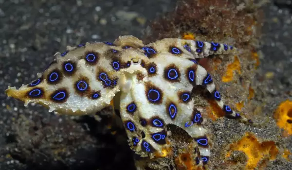 Синьопръстен октопод