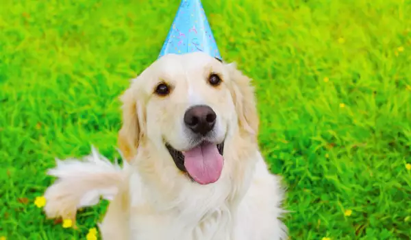 9 признака, че кучето ви е щастливо с вас