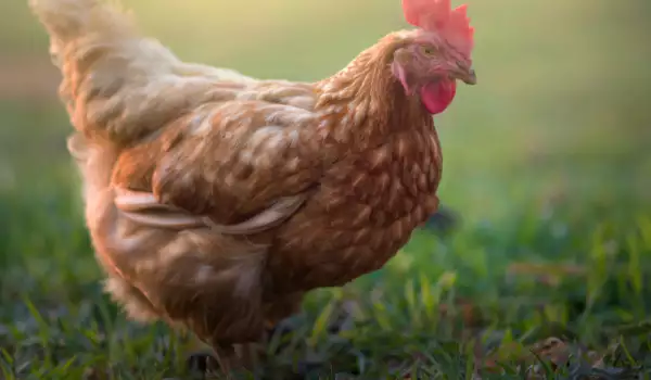 Забранени храни за домашните кокошки