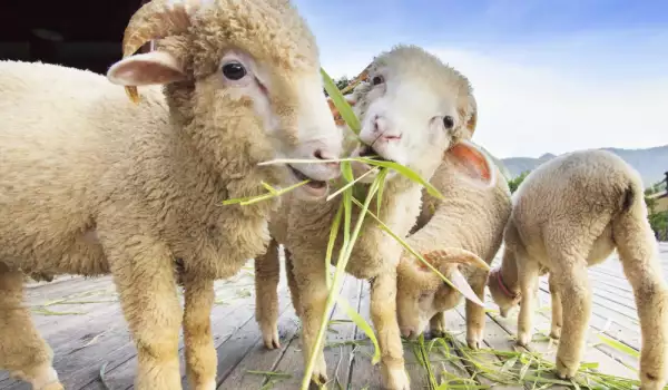 Овца избяга от собственика си и се разходи по улиците в Токио
