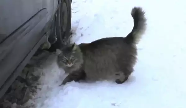 Бездомна котка спаси изоставено в снега бебенце
