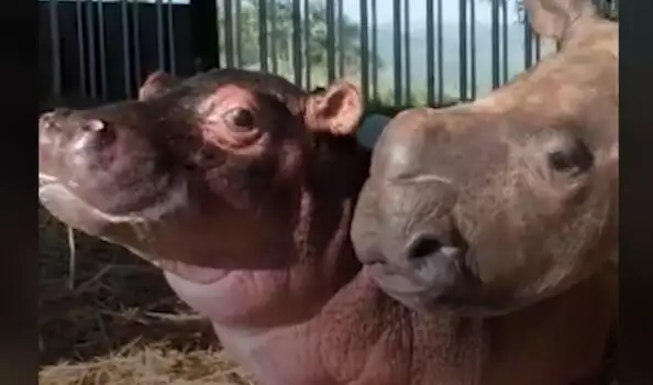 Приятелството на хипопотамче и носорогче ще ви разтопи от умиление (СНИМКИ)