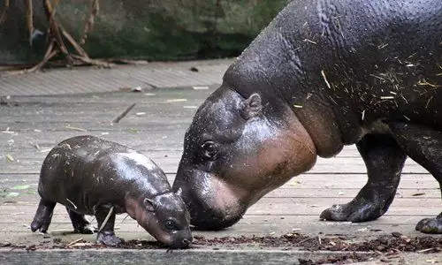 Снимки на бебета хипопотамчета, които ще разтопят сърцето ви
