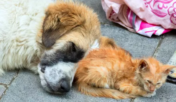 Английско семейство спасява бездомни кучета в Рудозем