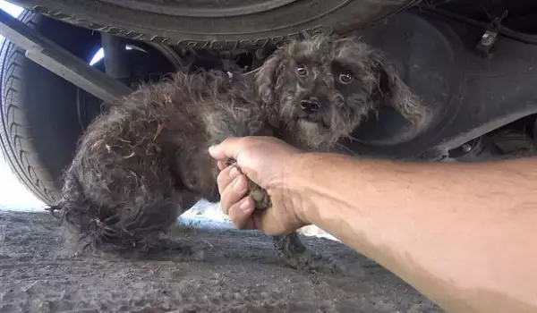 Природозащитници спасиха куче и малкото му от улицата