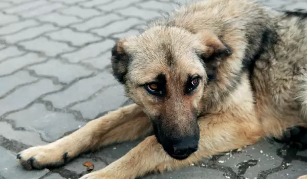 Нахапано от бездомни кучета дете ще получи обезщетение във Велико Търново