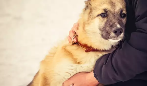 В София започва акция за осиновяване на кучета