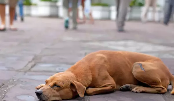 Изведоха кучета-скелети от тиранични собственици в Провадия