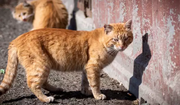 Улична котка