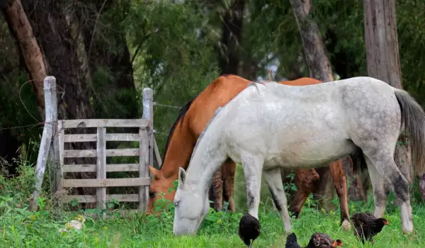 Невероятно! Вижте дълбоката връзка между холандка и коне (СНИМКИ)