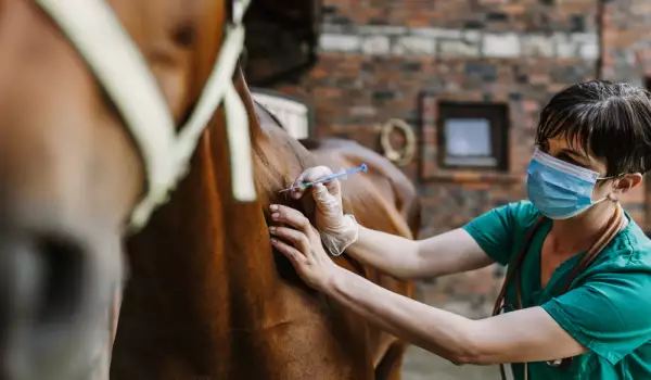 Свържете се с ветеринар при съмнения за дерматит по конете