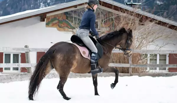 Важни грижи за конете през зимата