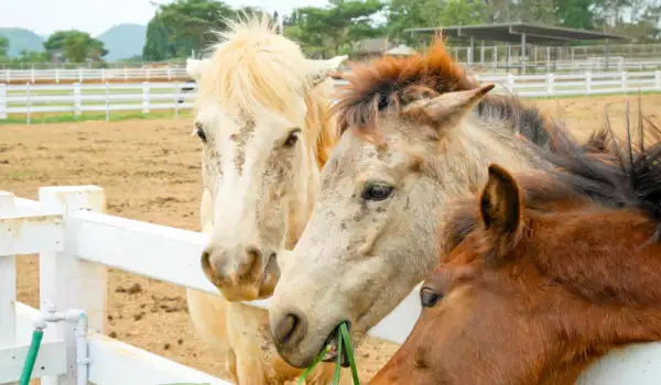 Дерматофитозата е разпространена сред конете