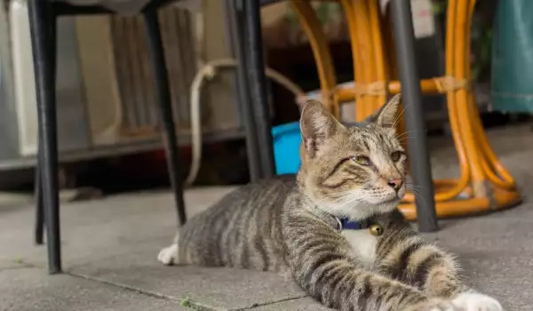 Гонят котките от барове и кафета в Амстердам