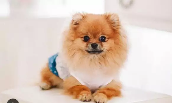 Това е Хромозомка - кучешки модел, който покори Инстаграм