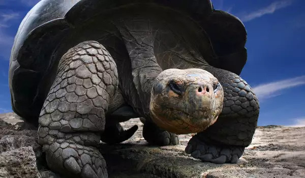 Спасиха 330 защитени костенурки от контрабанда