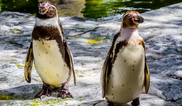 хумболтовите пингвини