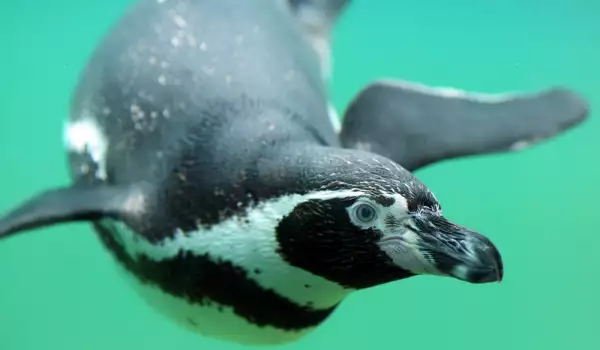 Пингвини се превърнаха в сензация в Китай