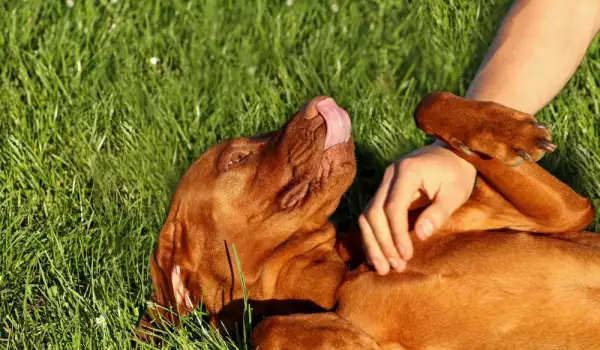 Какво издава за кучето ви позата му на сън