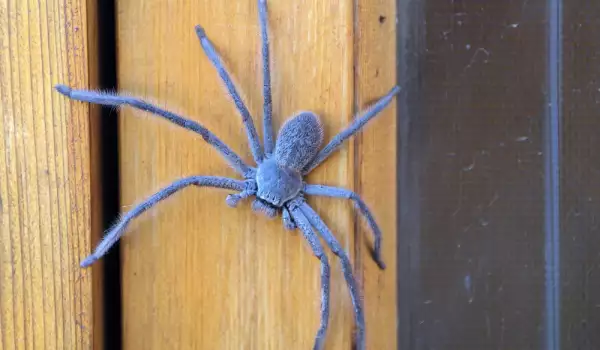 Това е поредното доказателство, че паяците са уникални твари!