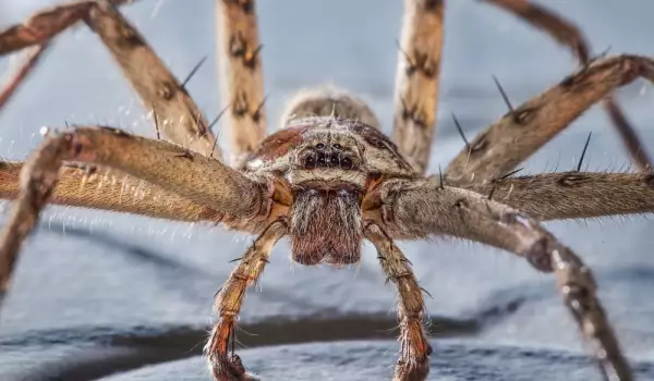 Това е поредното доказателство, че паяците са уникални твари!